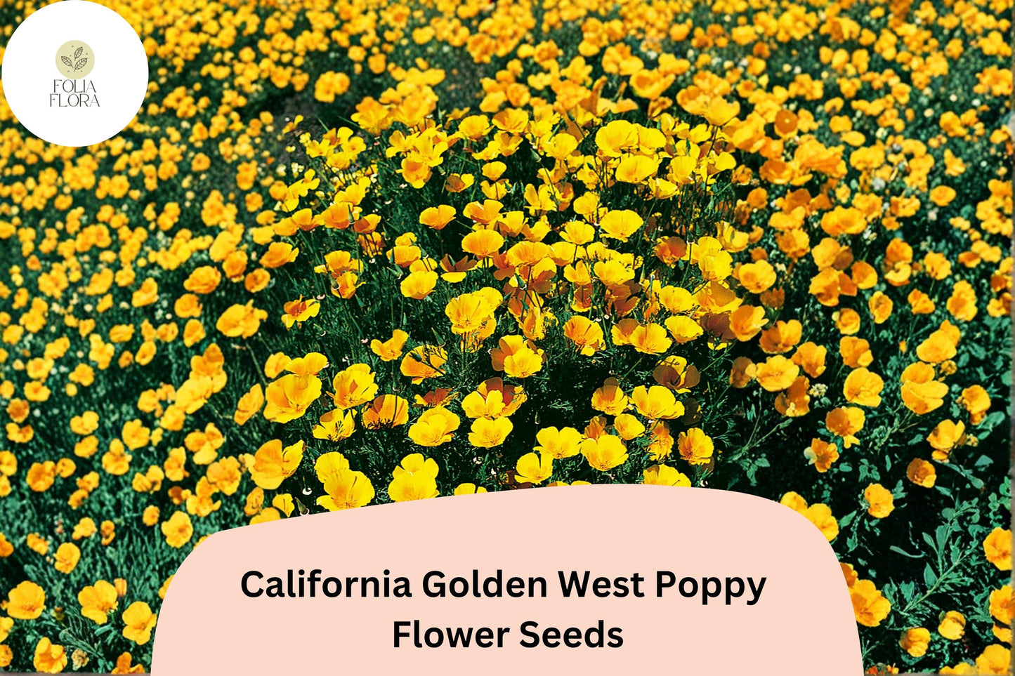 200+ California Golden West Poppy Seeds | Eschscholzia californica | Golden Yellow Blooms | Easy Wildflower Garden Seeds
