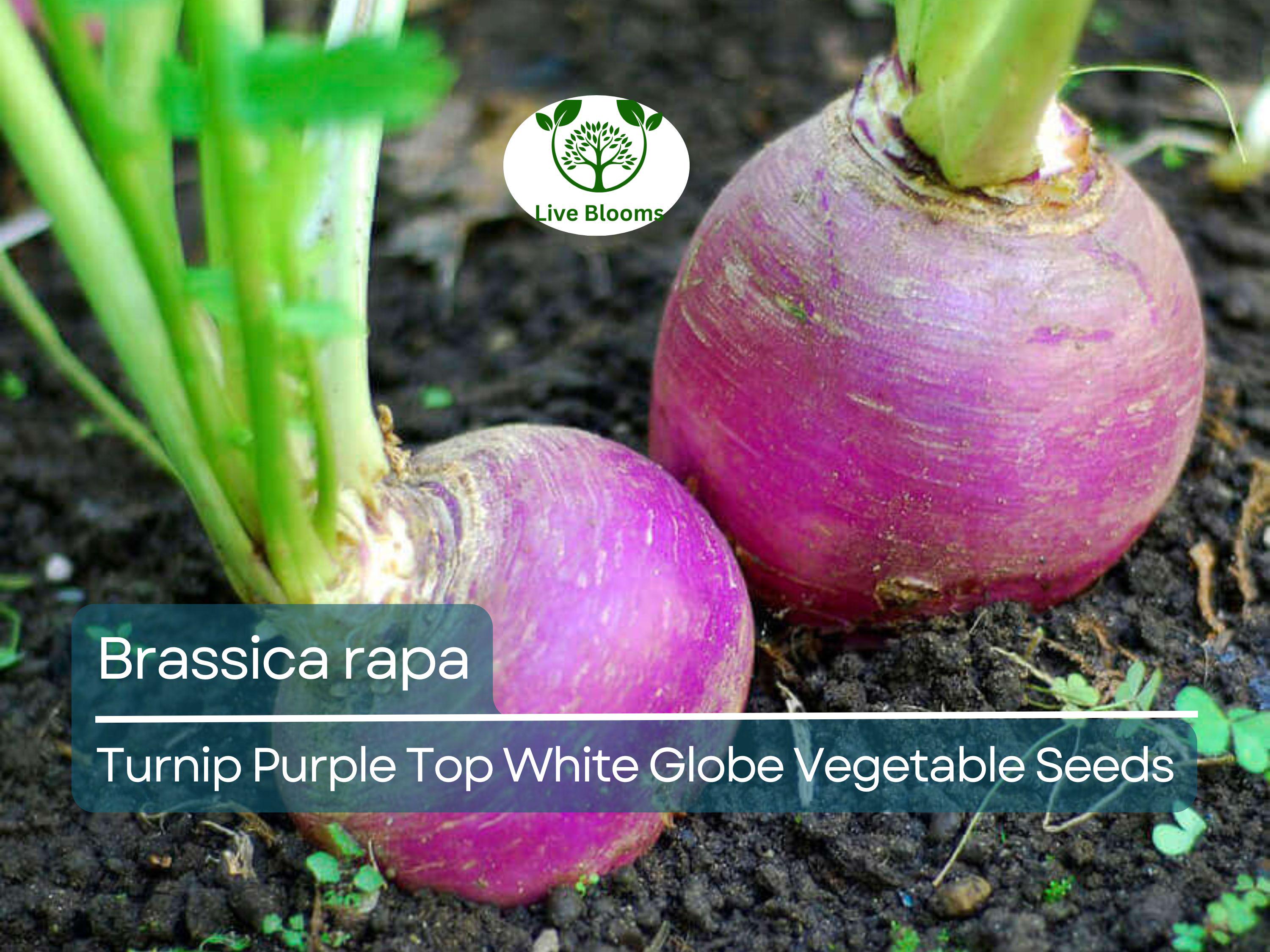 1000 mg Purple Top White Globe Turnip Seeds - Brassica rapa | Heirloom Vegetable for Planting, Gardening & Fresh Root Harvest