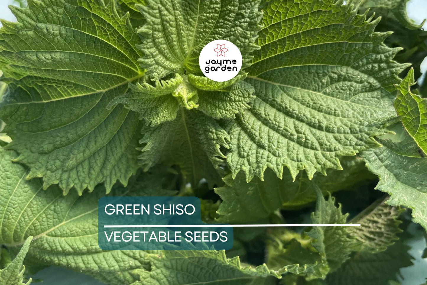 500 Green Shiso Seeds Non-GMO – Perilla Frutescens, Culinary Herb, Flavorful Leaves, Edible Flowers, USA Seller!