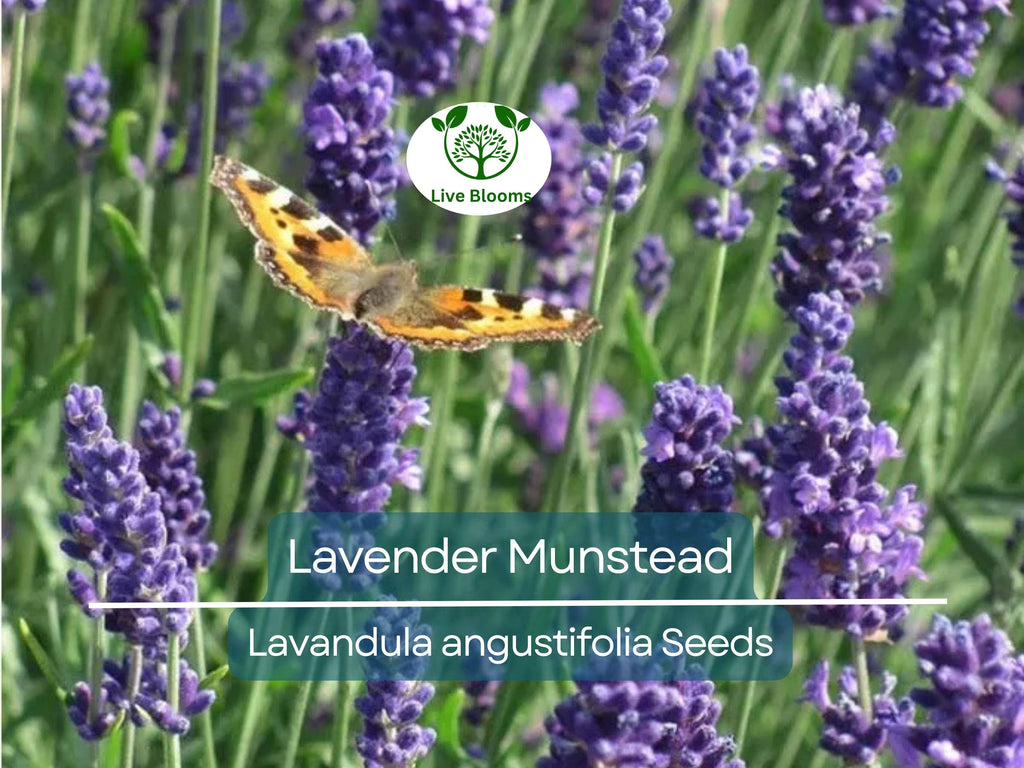200 Seeds Lavender ‘Munstead’ – Lavandula angustifolia – Fragrant Perennial Herb – Non-GMO for Drying, Containers, Pollinators