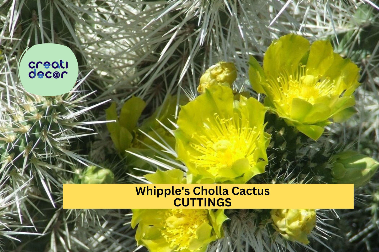 5 Whipple’s Cholla Cactus Cuttings | Cylindropuntia Whipplei Starter | Hardy Shrubby Cactus for Arid Gardens or Rock Landscaping
