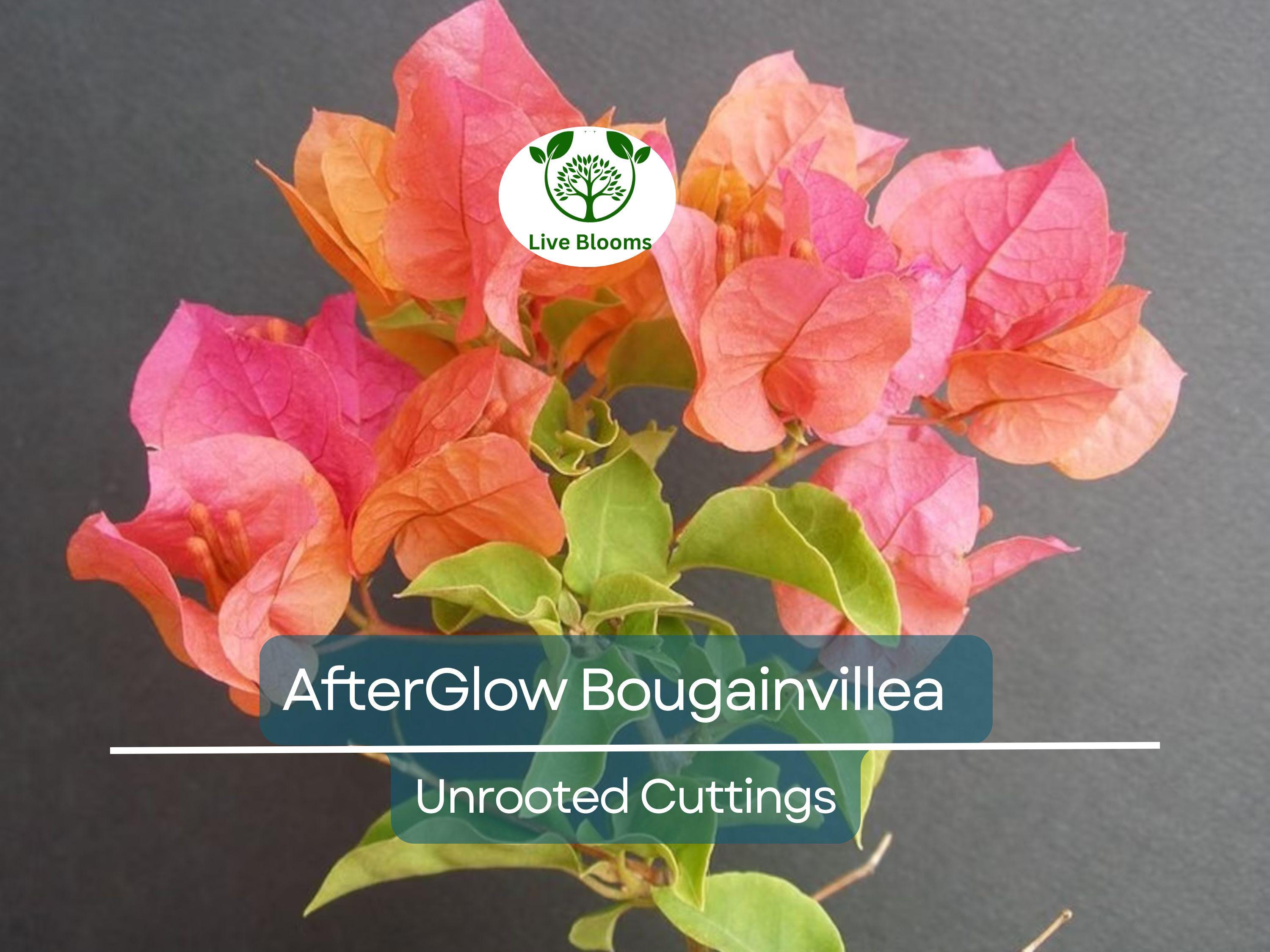 12 Organic Unrooted Cuttings Pink Orange After Glow Bougainvillea - Vibrant, Healthy, Perfect for Planting & Propagation