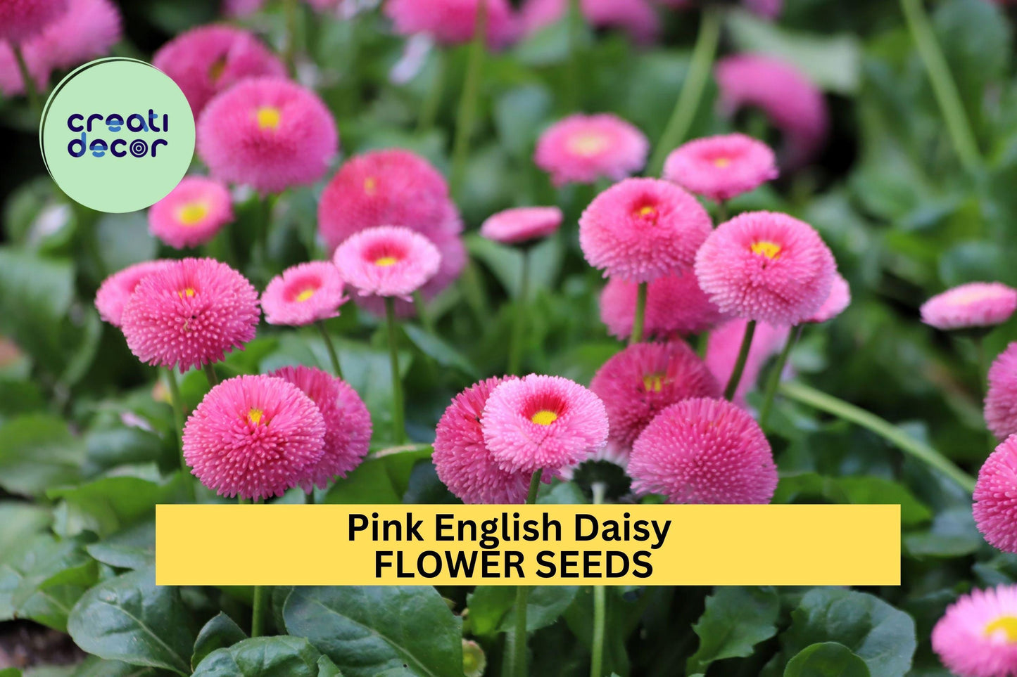 200+ Pink English Daisy Seeds – Rosy Button-Like Blooms for Garden Planting, Charming Perennials for Borders & Containers – USA