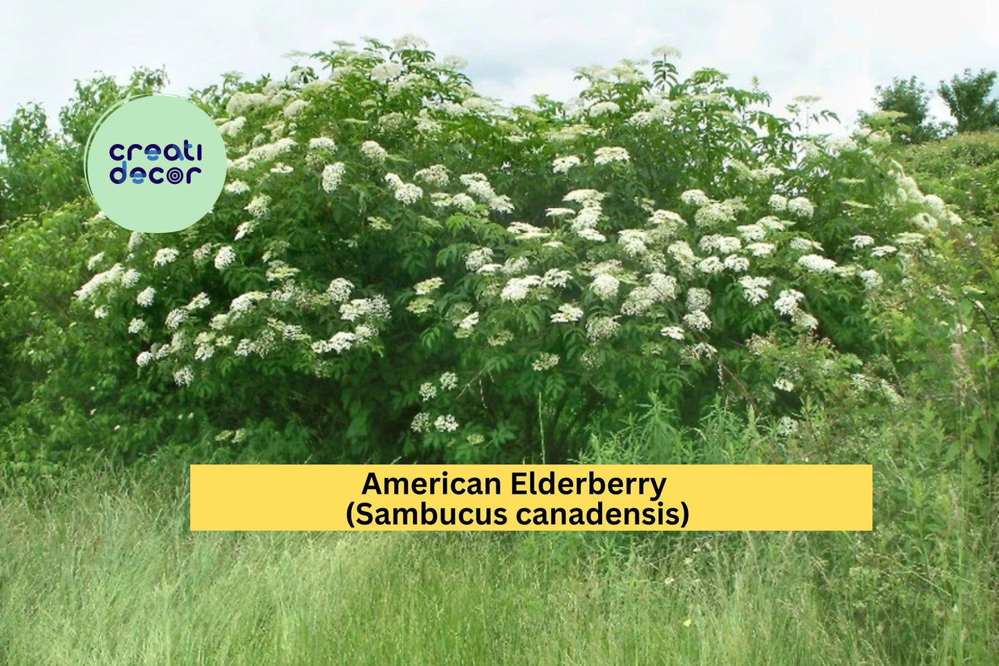 American Elderberry Plant | Sambucus canadensis Live Rooted Starter | Hardy Perennial Fruit Shrub for Outdoor Gardens