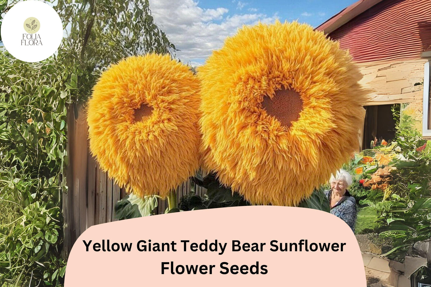 50pcs Rare Yellow Enchanting Giant Teddy Bear Sunflower Seeds – Bold Yellow Blooms, Giant Flowers, Easy to Grow