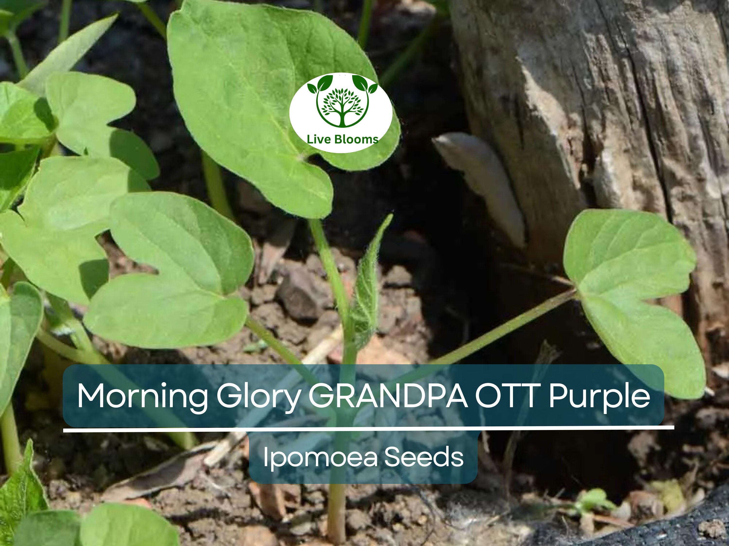 100 Morning Glory Grandpa Ott Seeds – Purple Heirloom Vine | Ipomoea purpurea | Climbing 15' | Non-GMO Fast-Growing Flower