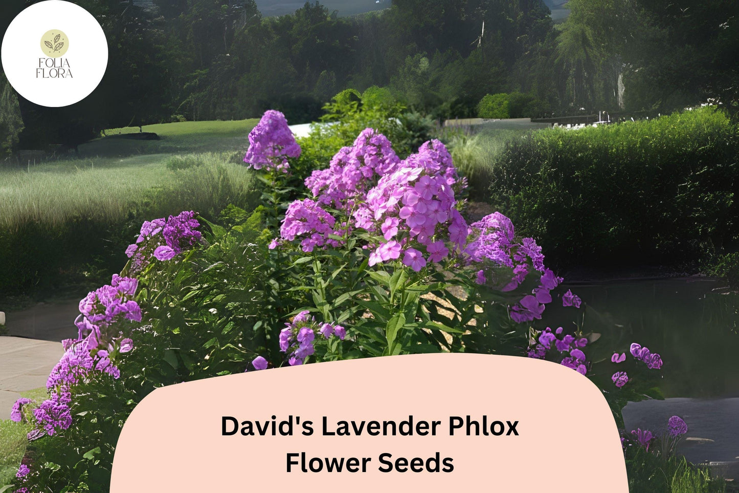 100+ David's Lavender Phlox Seeds – Fragrant Perennial Garden Flowers, Phlox paniculata