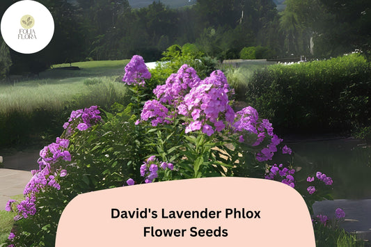 100+ David's Lavender Phlox Seeds – Fragrant Perennial Garden Flowers, Phlox paniculata
