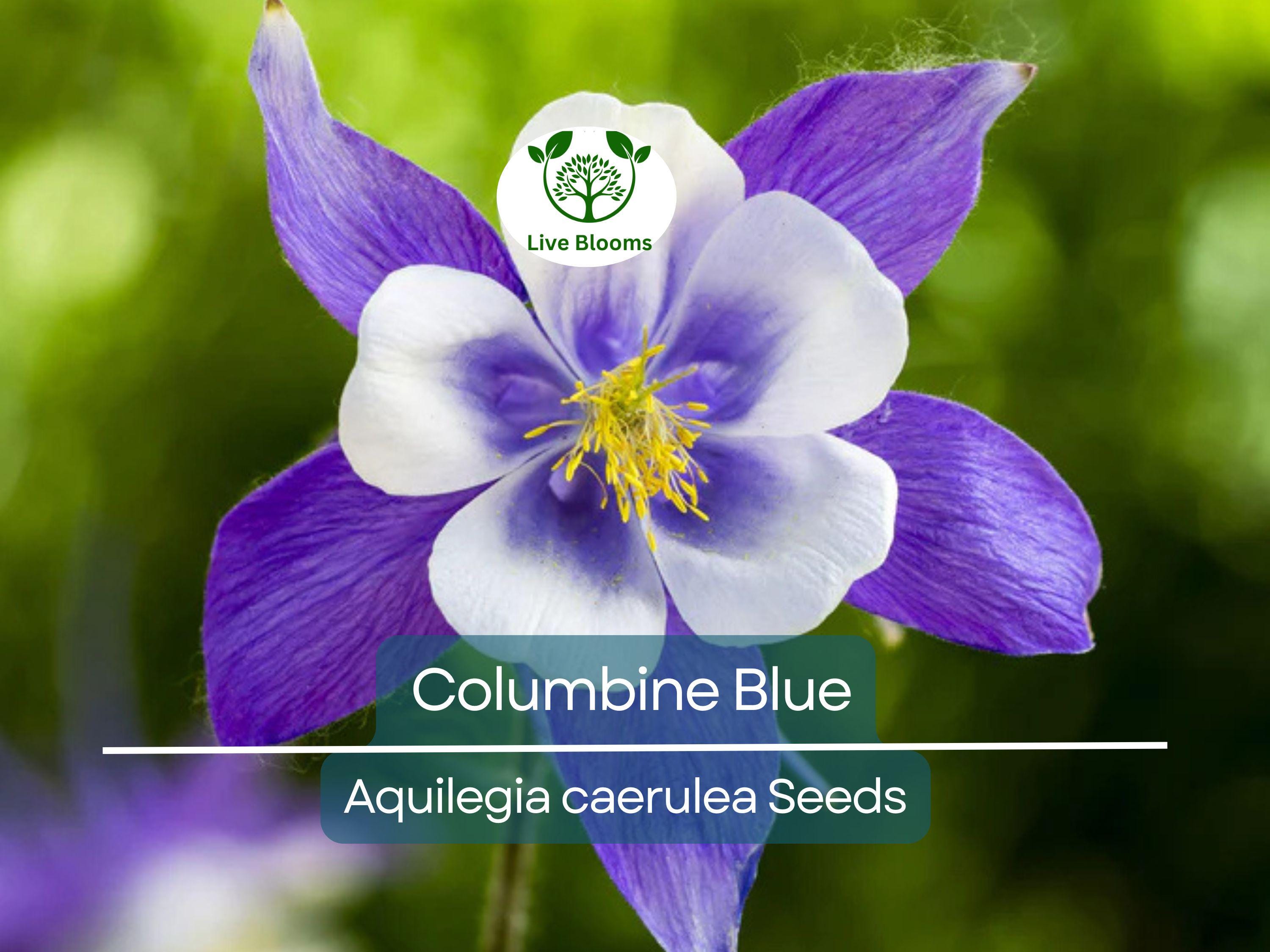 500 Seeds Columbine Blue, Perennial, Native Spring Blooms, Non-GMO, Aquilegia caerulea, Fall Planting, Pollinator-Friendly, Garden Flowers