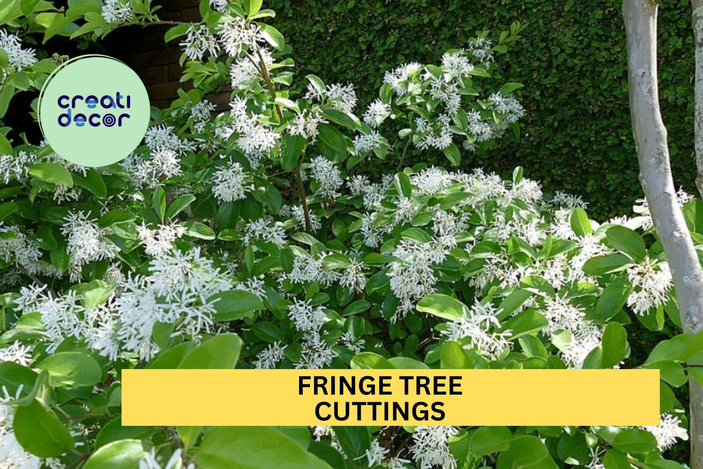 5 Cuttings Fringe Tree | Rare Chionanthus Virginicus Starter Wood | White Flowering Tree for Landscapes | Native US Plant