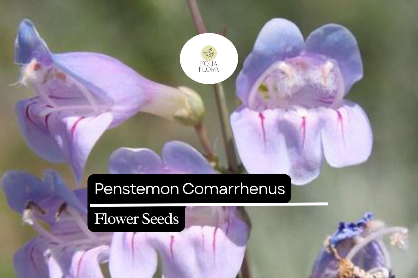 100mg Penstemon Comarrhenus Seeds, Dusty Penstemon, Drought-Tolerant Native Wildflower