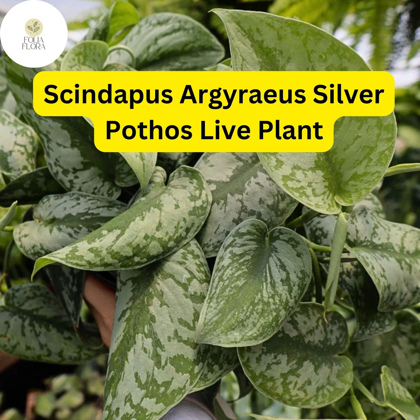 1 Scindapsus Argyraeus - Silver Pothos Live Plant in 4" Pot - Low-Light Indoor Houseplant, Trailing Vine
