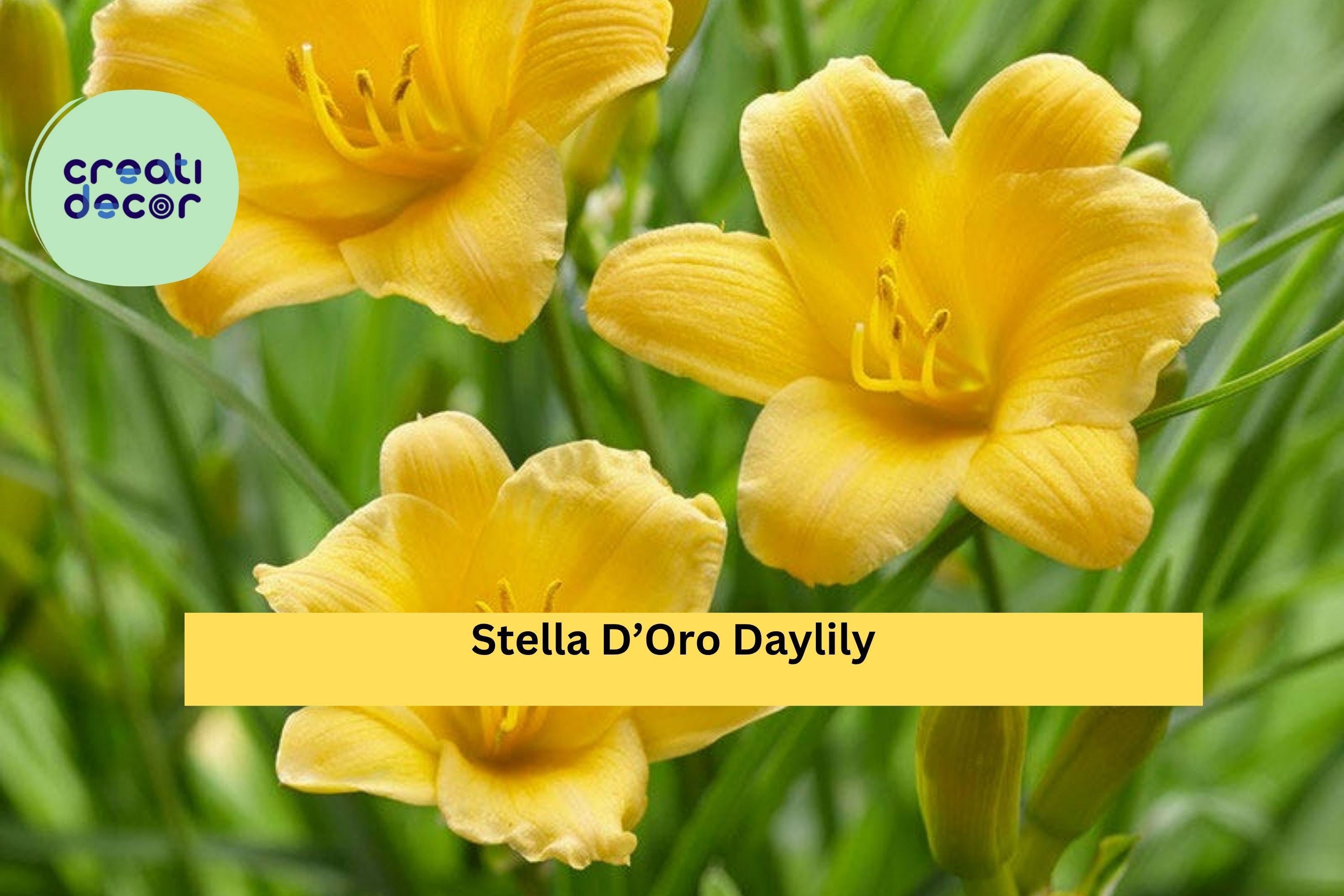 Stella D’Oro Daylily – 30 Bare Root Plants, Yellow Perennial Flowers, Reblooms All Summer, Hardy Low-Maintenance Garden Border Plant