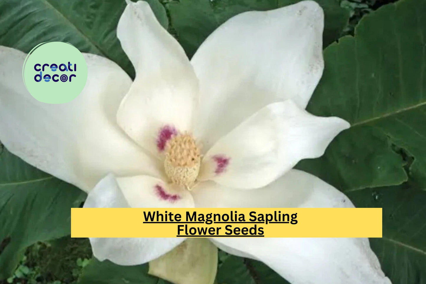 White Magnolia Sapling – Live Bare Root Plant 12+ Inches, Big Leaf Magnolia Tree for Garden or Landscape, Hardy Ornamental Flowering Tree