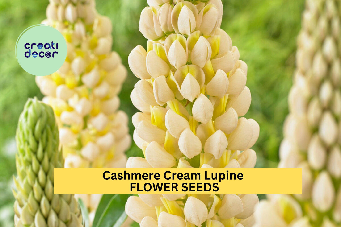 25+ Cashmere Cream Lupine Seeds – Soft Ivory Bloom Spikes for Garden Planting, Elegant Perennial Flowers for Borders & Beds – USA
