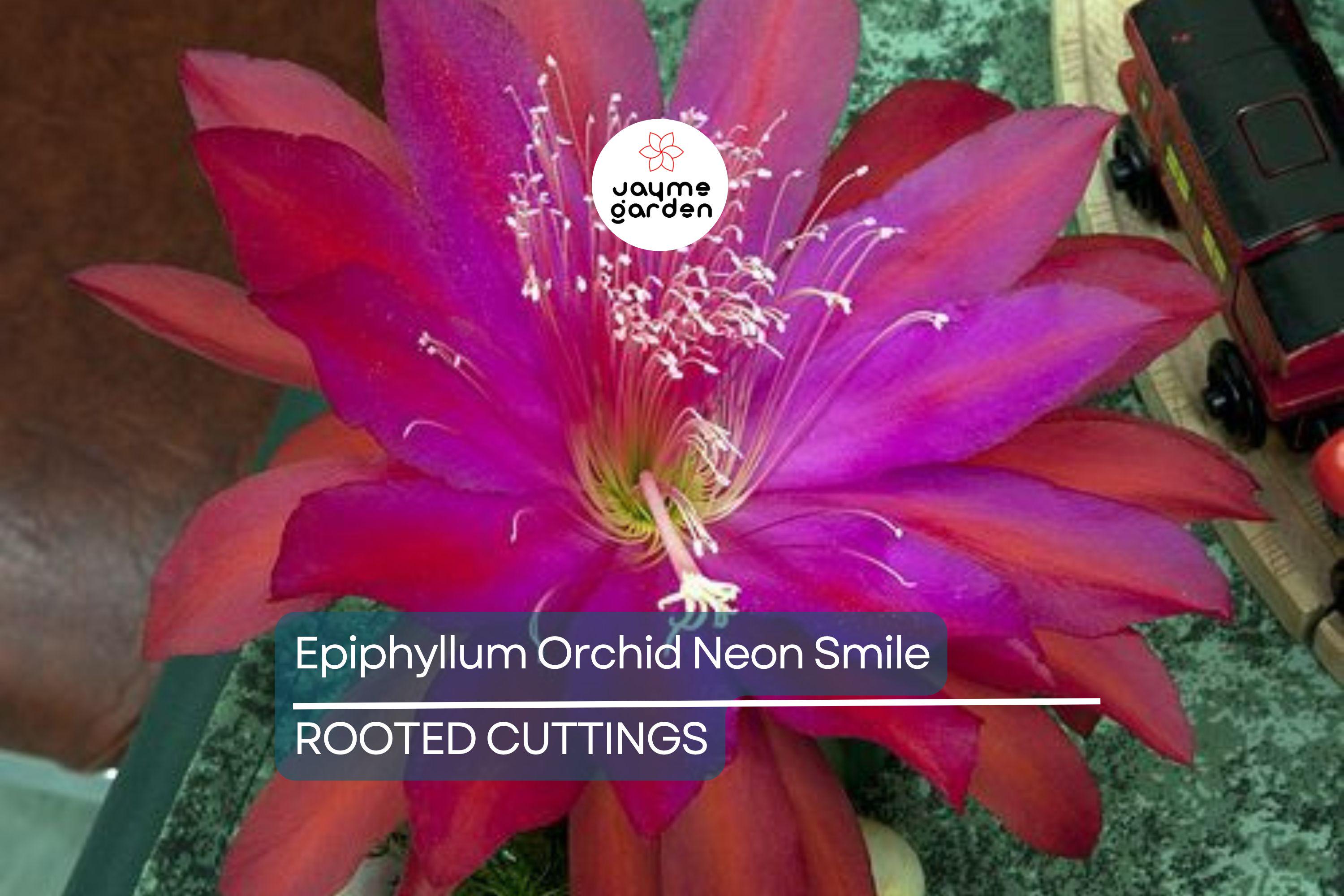 Epiphyllum Orchid Cactus Neon Smile | 3 Rooted Cuttings | Pink Blooms | Easy-Care Exotic Plant | Fresh Growth | Unpotted