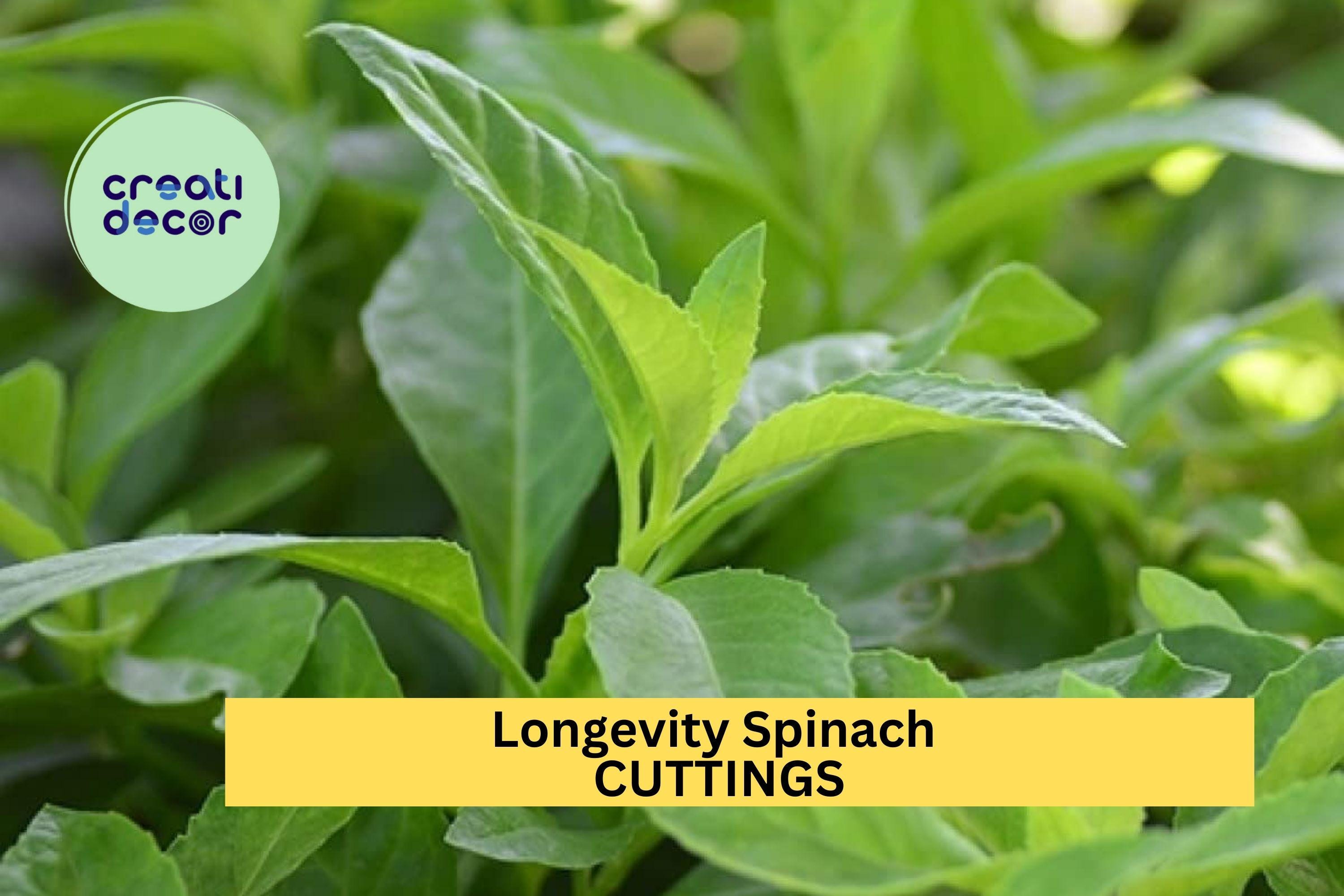 10 Longevity Spinach Cuttings – Gynura procumbens Unrooted Fresh Stems for Garden or Pots, Easy-Grow Edible Green – Free Ship – USA