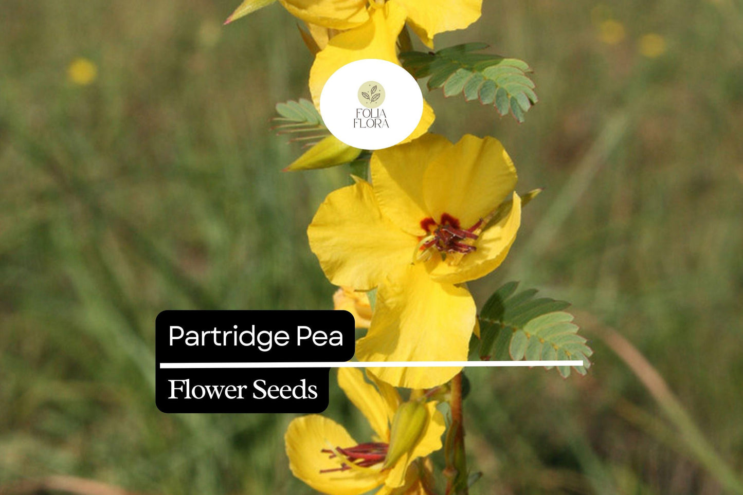 Partridge Pea Seeds (Chamaecrista fasciculata) | 25 Seeds | Bright Yellow Wildflowers | Pollinator-Friendly | Native Plant for Gardens