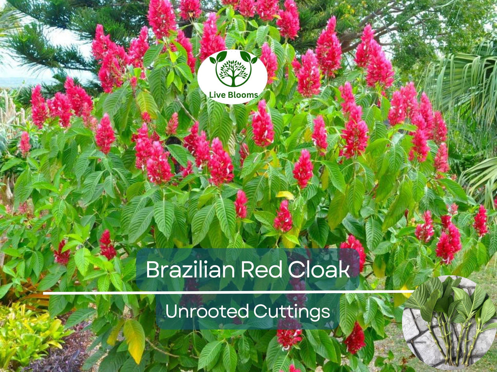 7 Brazilian Red Cloak Unrooted Cuttings 5-8" Easy to Root, Gorgeous Tropical Shrub, Great for Gardens, Landscapes, Privacy Hedge, Organic