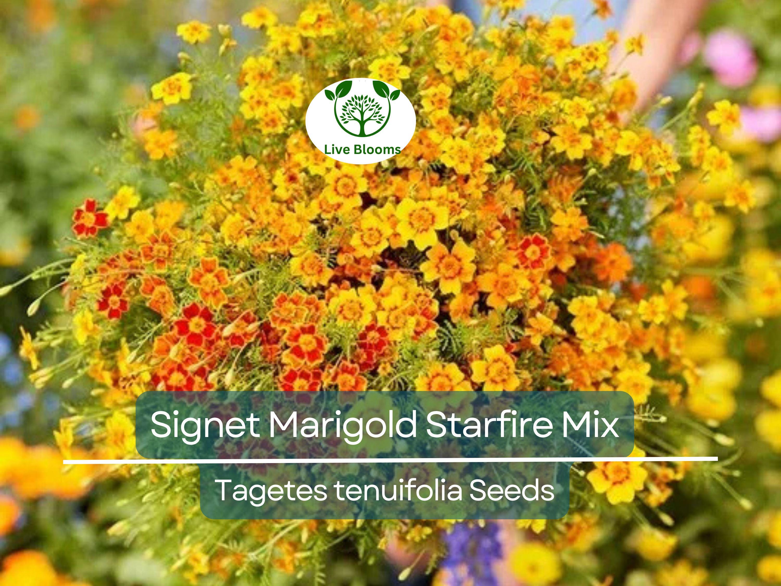 250 Seeds Signet Marigold Starfire Mix, 12" Beneficial Flower, Non-GMO, Vibrant Garden Blooms, Perfect for Cutting Garden, Easy to Grow