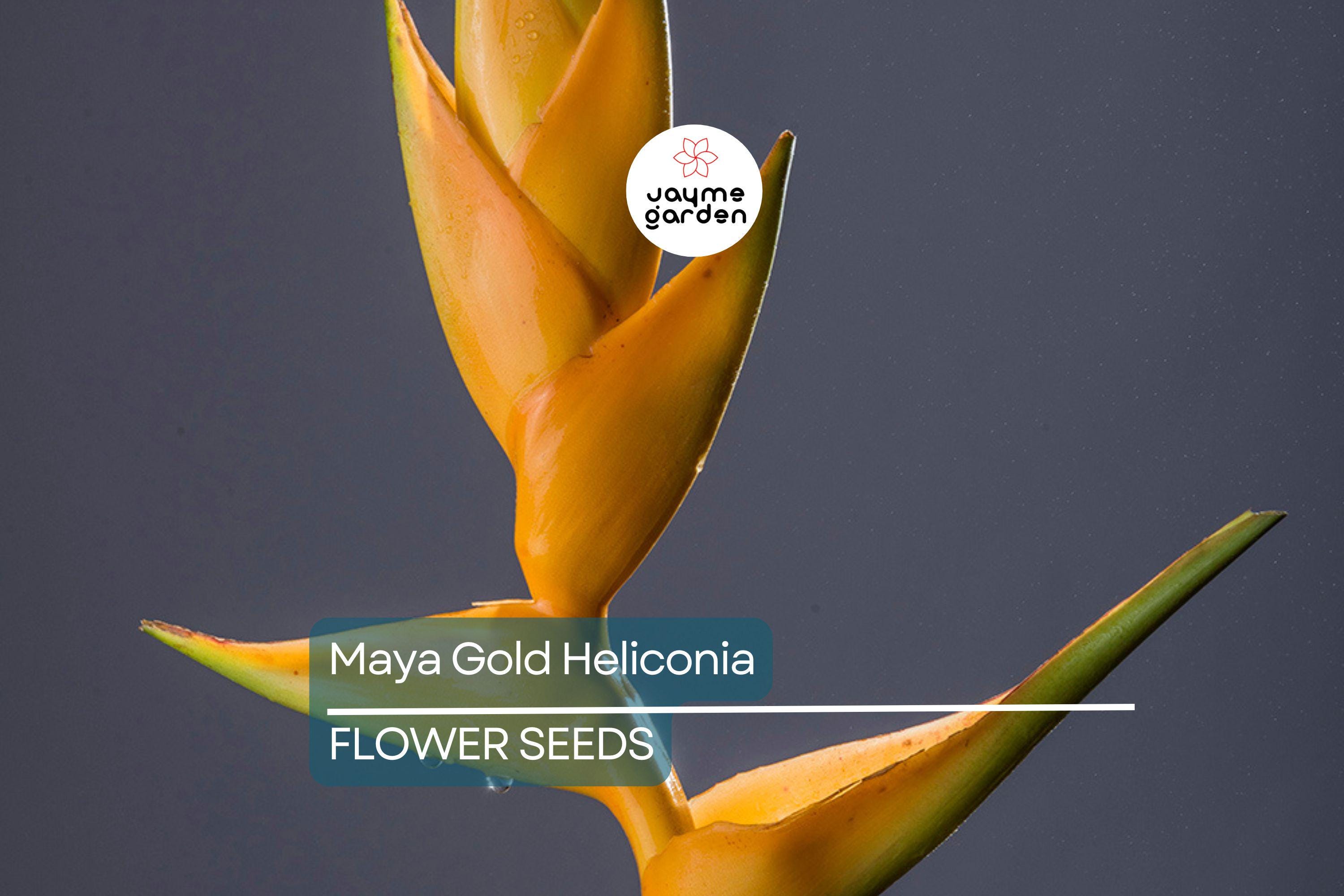 5 Mayan Gold Heliconia Seeds (H. champneana) - Rare Lobster Claw Parrot Beak Flowers