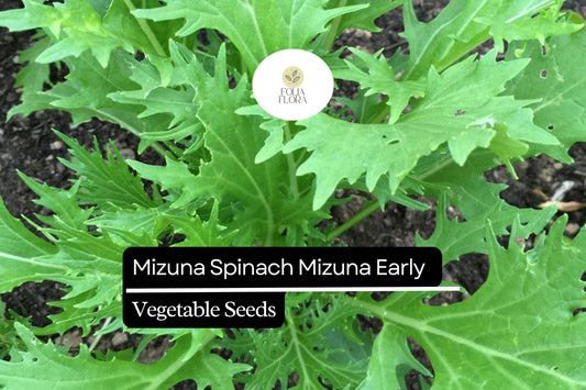 500mg Mizuna Spinach Early Seeds Brassica rapa | Nutritious, Fast-Growing, Mild Flavor, Non-GMO, Edible Greens for Salad