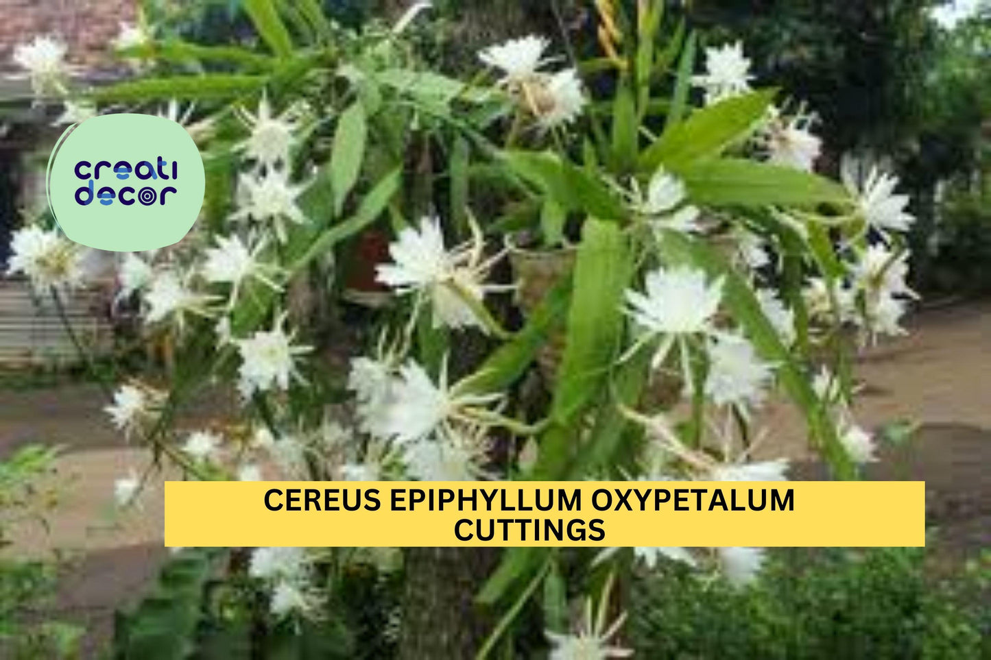 2 Night Blooming Cereus Cuttings | Epiphyllum Oxypetalum | Orchid Cactus Starter 8-10" | Rare Fragrant Night Bloomer
