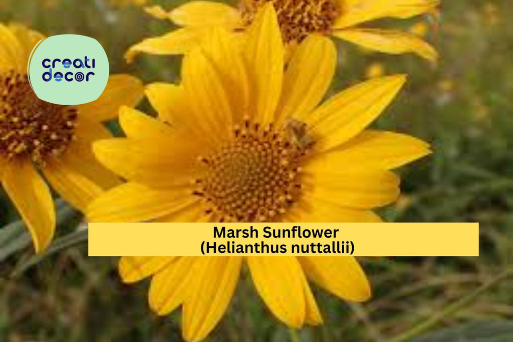 Marsh Sunflower Seeds (Helianthus nuttallii) – 40 Native Wildflower Seeds | Tall Yellow Blooms | Wet Soil | Pollinator Friendly
