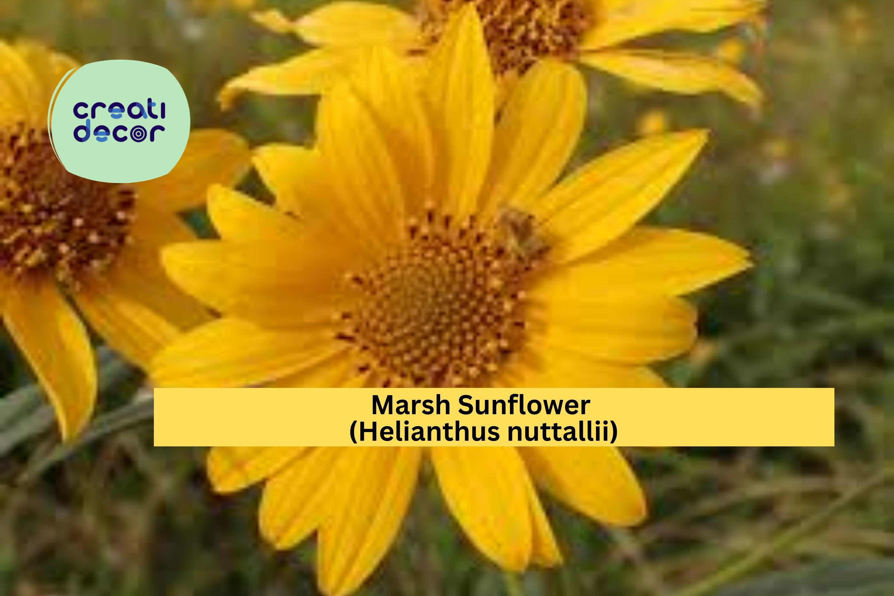 Marsh Sunflower Seeds (Helianthus nuttallii) – 40 Native Wildflower Seeds | Tall Yellow Blooms | Wet Soil | Pollinator Friendly