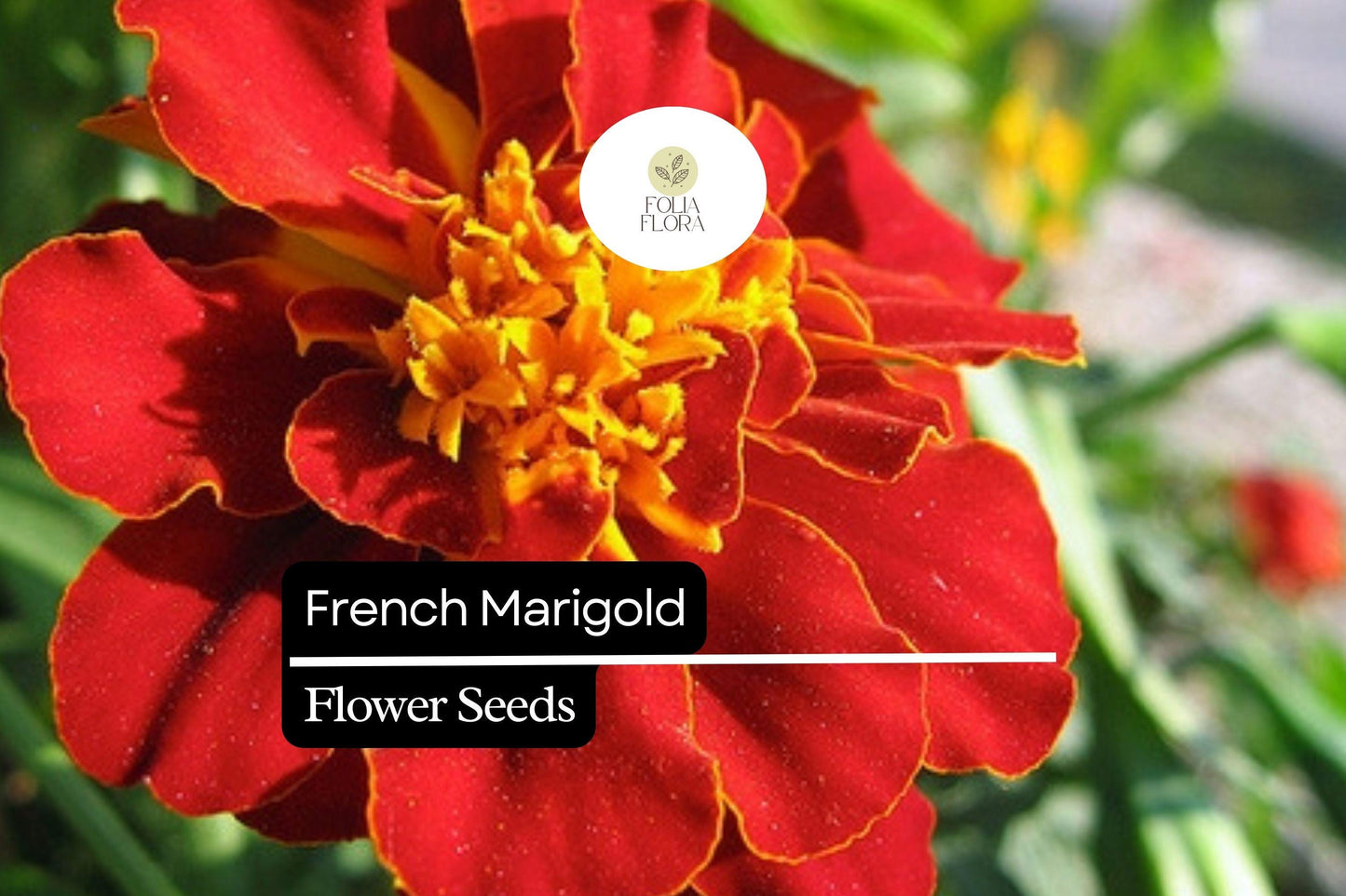 French Marigold Seeds (Tagetes patula) | 25 Seeds | Bright, Hardy Blooms for Gardens