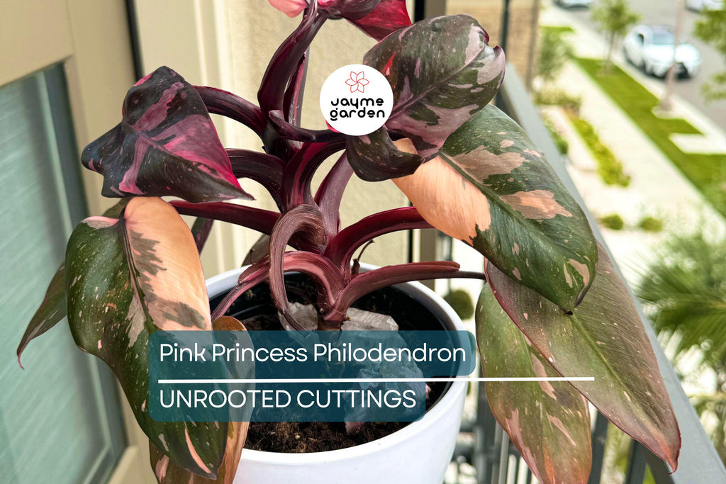 Pink Princess Philodendron High Variegation Cutting - Rare PPP Houseplant, Indoor/Outdoor