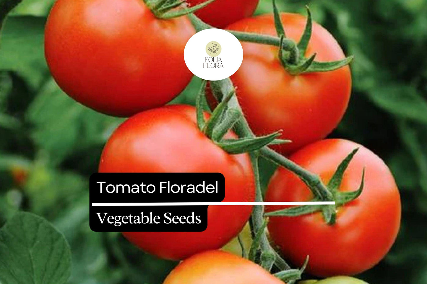 100mg Tomato Floradel Seeds Solanum lycopersicum | Heirloom, Non-GMO Vegetable, Large Round Fruits, Disease Resistant, Garden Staple