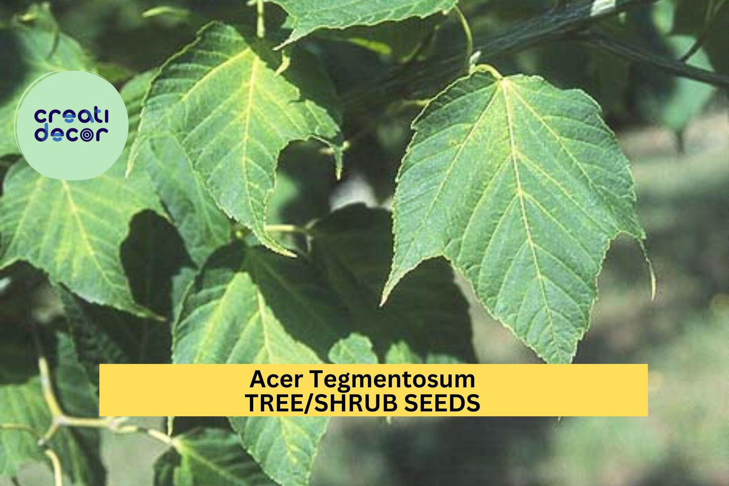 3pcs of 10seeds Acer tegmentosum – Manchurian Maple Seeds for Planting, Striped Bark Tree with Fall Foliage Seeds for Planting