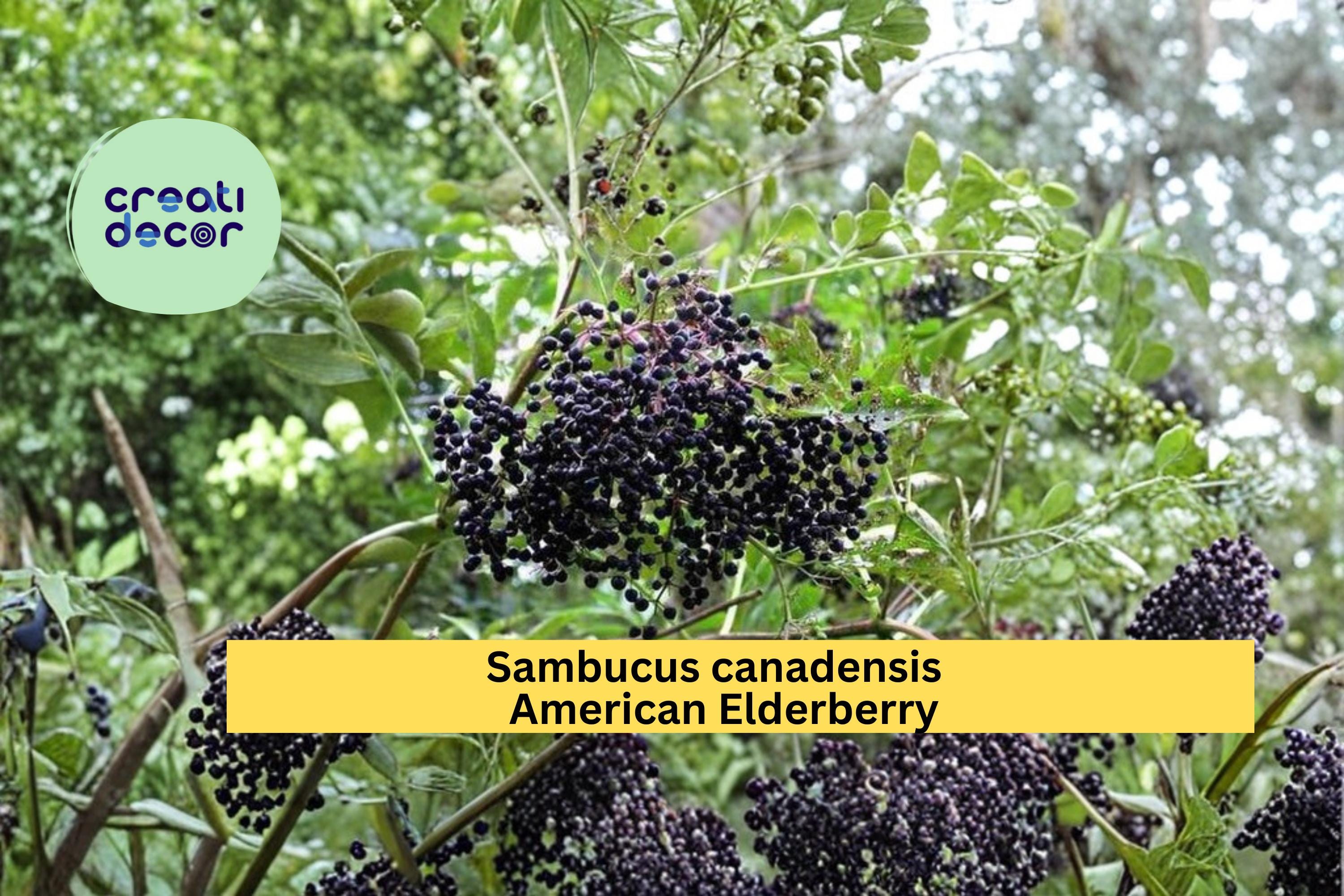 American Elderberry Seeds Sambucus canadensis 50 Count Native Berry Shrub Garden Plant Seeds