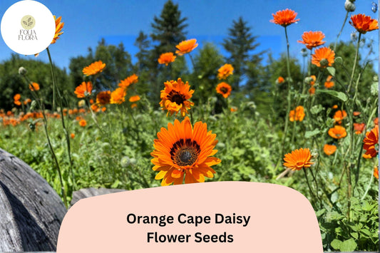 200+ Orange Cape Daisy Seeds | Osteospermum ecklonis | Bright Orange Blooms | Easy-Grow Garden Flower