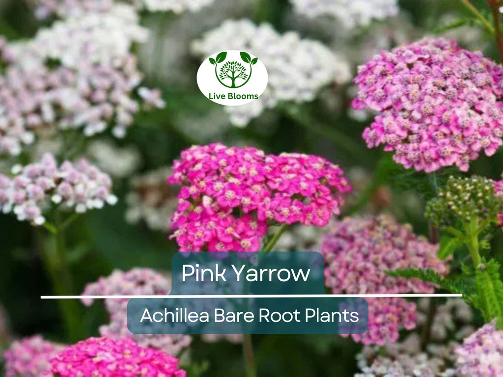 12 Pink Yarrow Plants - Achillea millefolium Bare Root - Hardy Perennial, Herb, Pollinator Friendly, Drought Tolerant