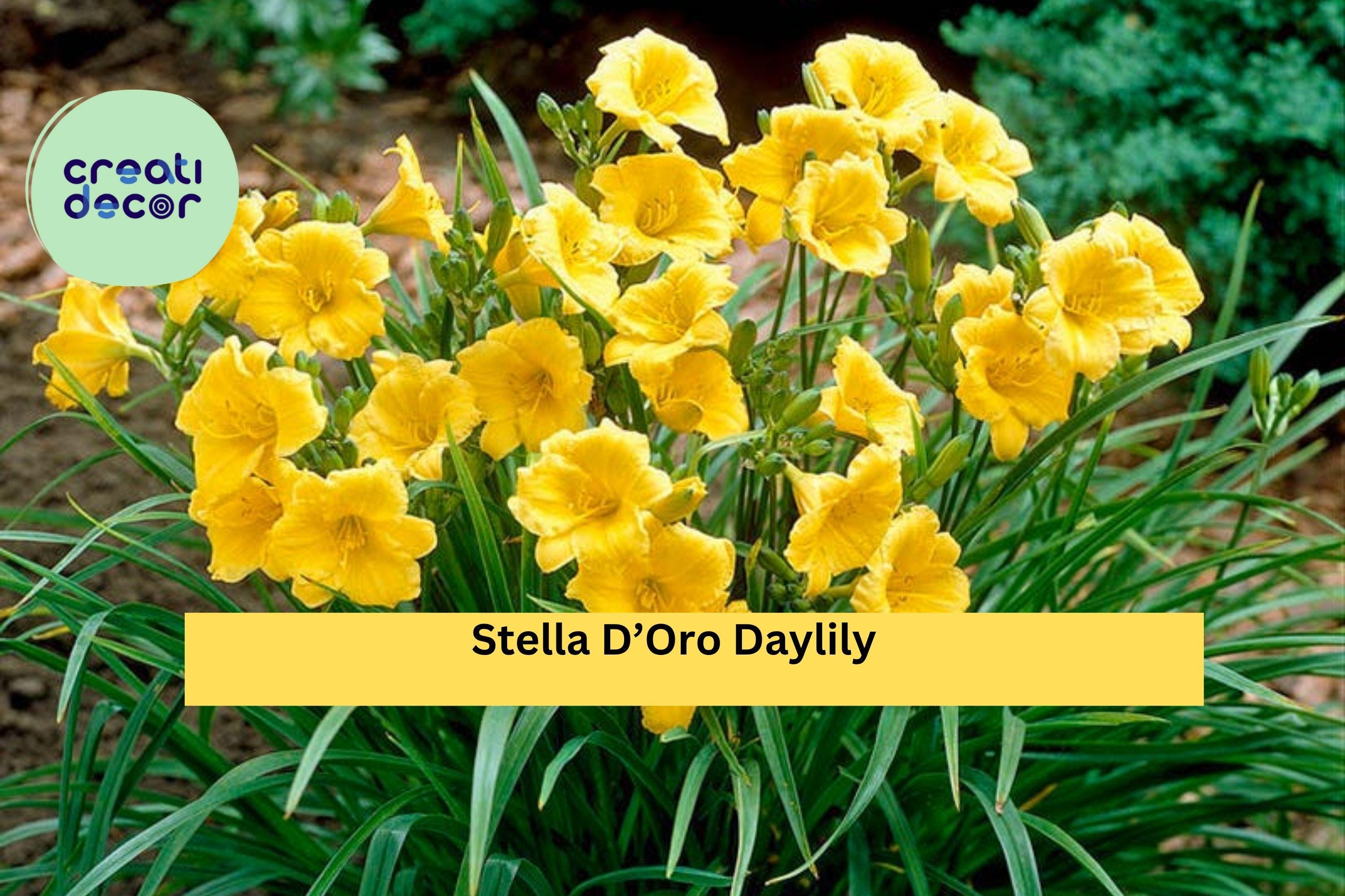 Stella D’Oro Daylily – 30 Bare Root Plants, Yellow Perennial Flowers, Reblooms All Summer, Hardy Low-Maintenance Garden Border Plant