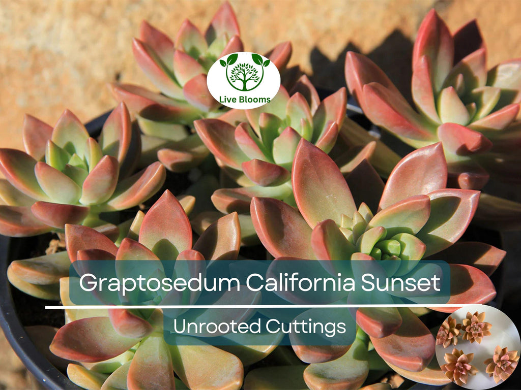 4 GraptoSedum "California Sunset" Unrooted Cuttings - 2-3” Succulent, Perfect for Propagation, Garden, Containers, and Indoor Decor