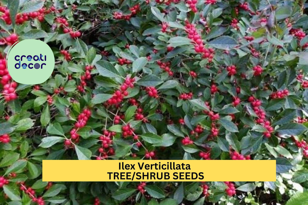 3pcs x 250mg Ilex Verticillata Seeds – Winterberry Holly for Landscaping, Wildlife Gardens, or Decorative Hedges Seeds for Planting