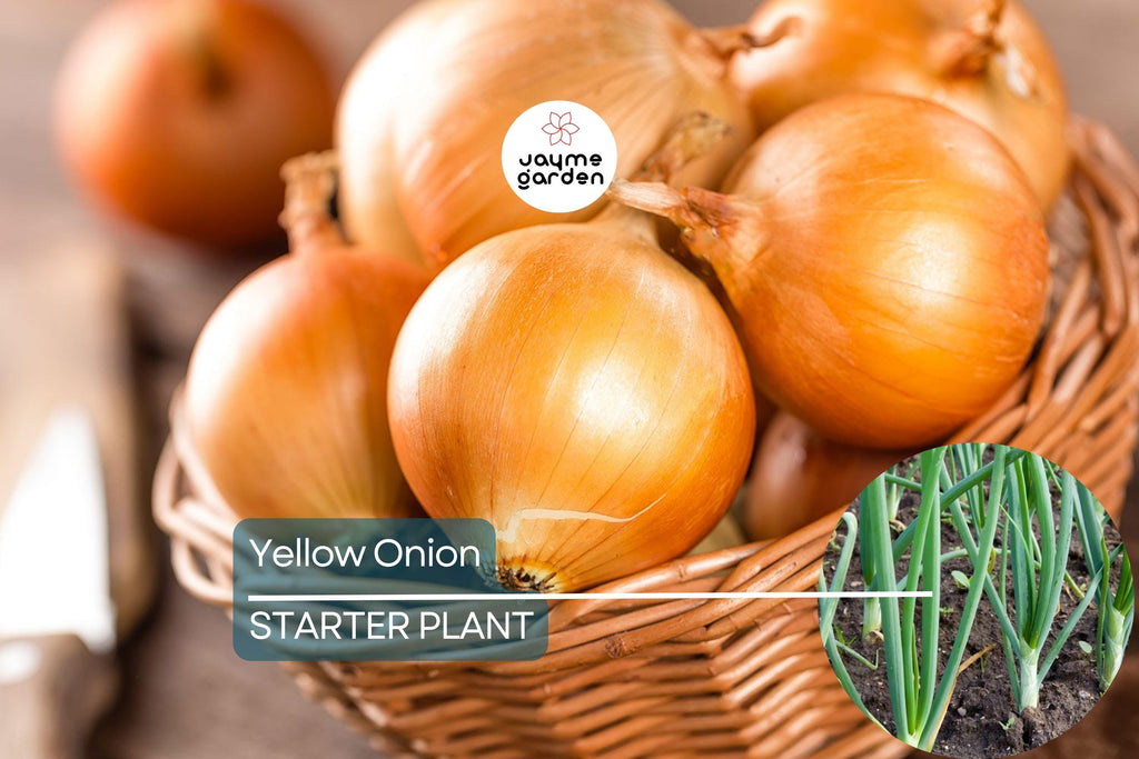 Yellow Onion Sets – Naturally Grown, Non-GMO | 8 oz. (40-60 Bulbs) | Stuttgarter Variety | Easy to Grow & Store | Shipping Now