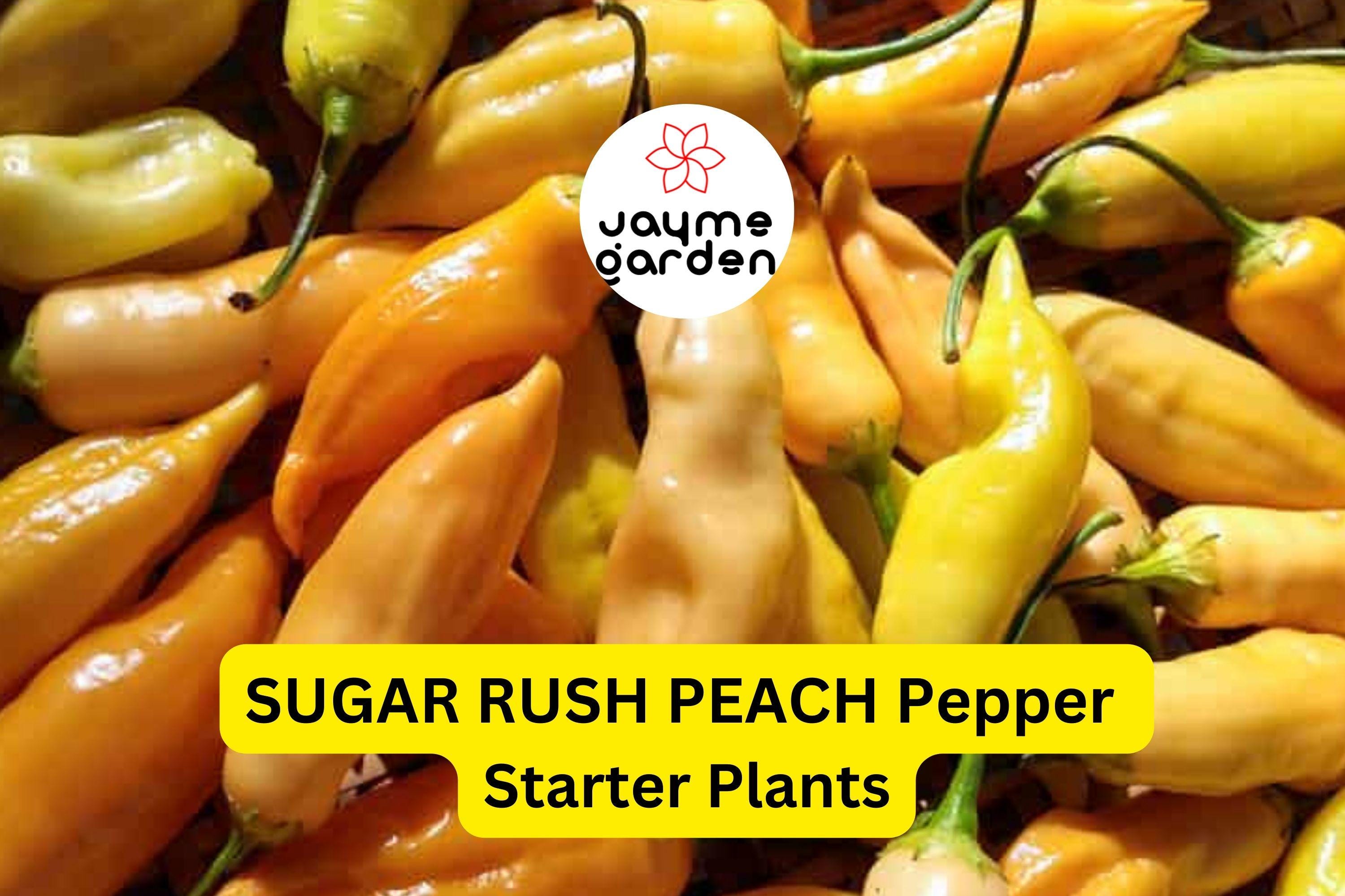 3 Sugar Rush Peach Pepper Starter Plants - Sweet & Spicy - High Yield for Hot Sauce, Snacking, Garden Growing