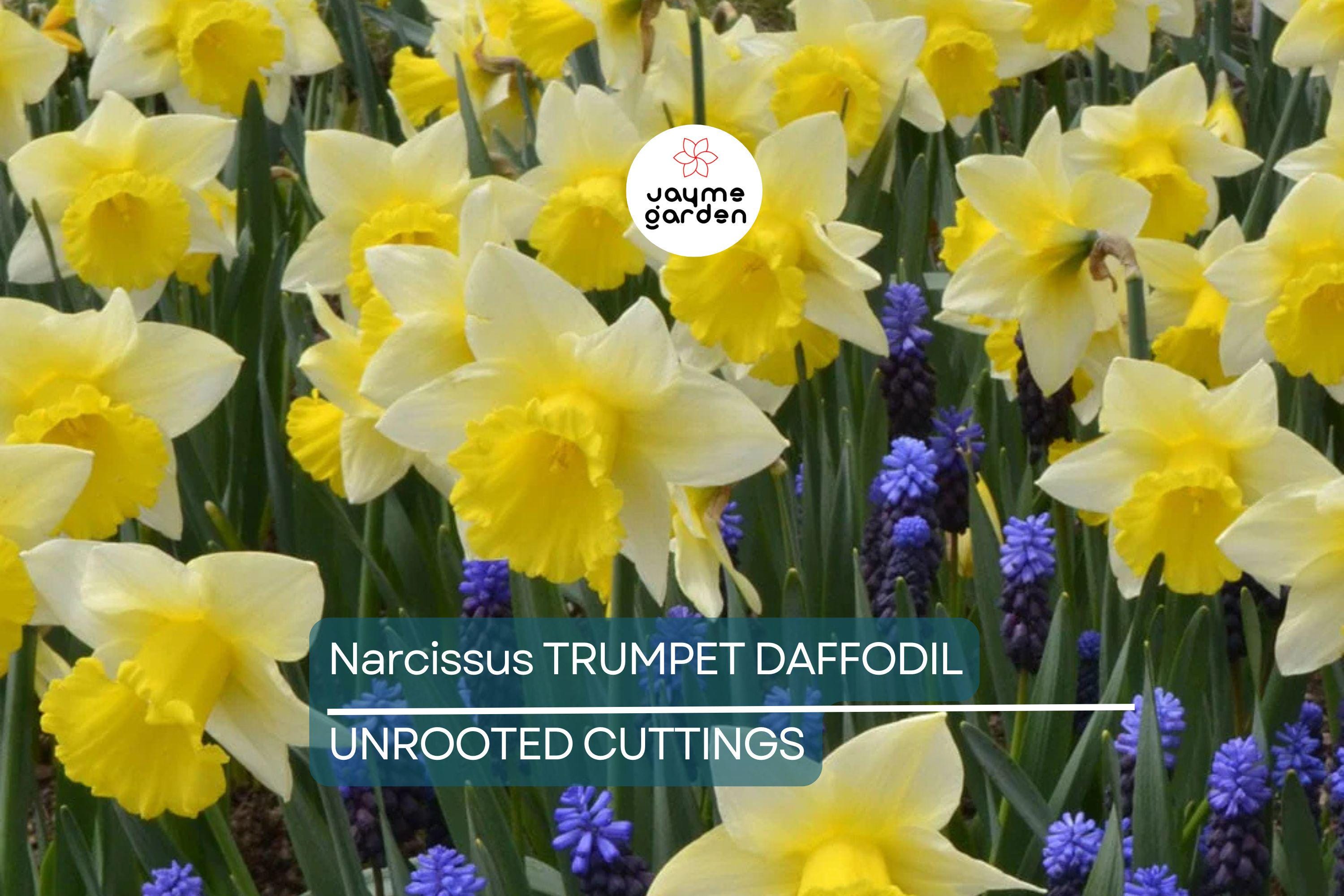 Narcissus Trumpet Daffodil Mix – 6 Flower Plant Bulbs, Yellow, White, Orange, Pink, Bright Colors