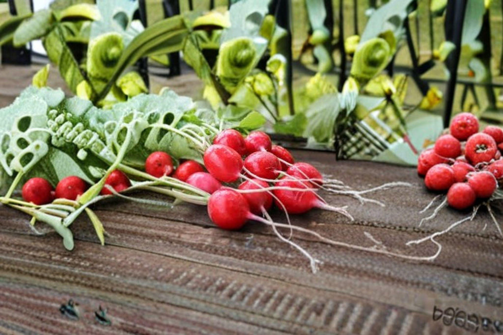 Radish – Cherry Belle 80 Seeds | Classic Red Radish | Crisp & Mild | Fast-Growing Garden Favorite