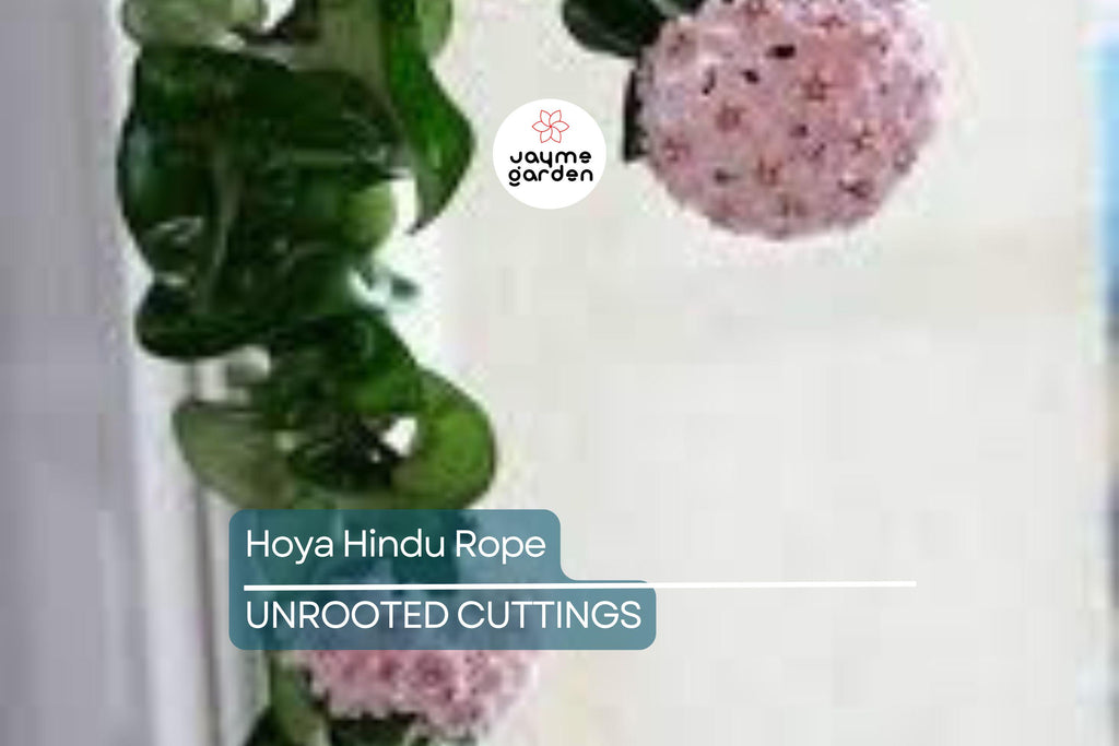 Hoya Hindu Rope Plant Cuttings | Unrooted 4-Inch Cuttings | Unique Indoor Plant | Easy Care | Lush Green Foliage