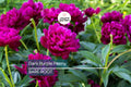 Dark Purple Peony Bare Root (2+ Eyes) – Large Double Blooms, Perennial, Zones 3-8