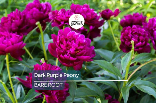 Dark Purple Peony Bare Root (2+ Eyes) – Large Double Blooms, Perennial, Zones 3-8