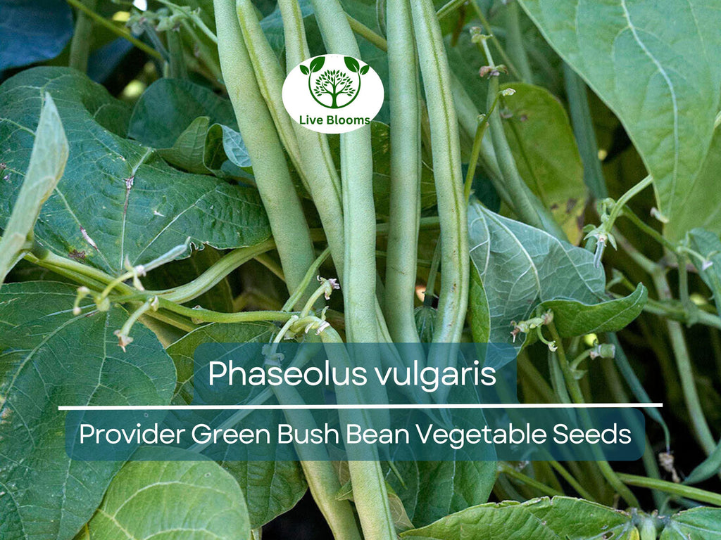 20 Seeds Provider Green Bush Bean - Phaseolus vulgaris | Heirloom Bean for Planting, Home Gardening & Fresh Vegetable Harvest