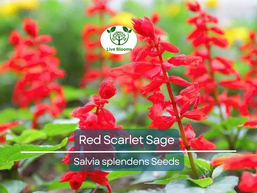 500 Seeds Red Scarlet Sage Salvia, Hummingbird Flowers, Non-GMO Annual & Perennial, Vibrant Garden Plants, Easy to Grow