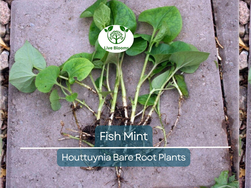 15 Live Bare Root Fish Mint Plants - Houttuynia Cordata Asian Herb - Edible Ground Cover - Rare Live Perennial Starter