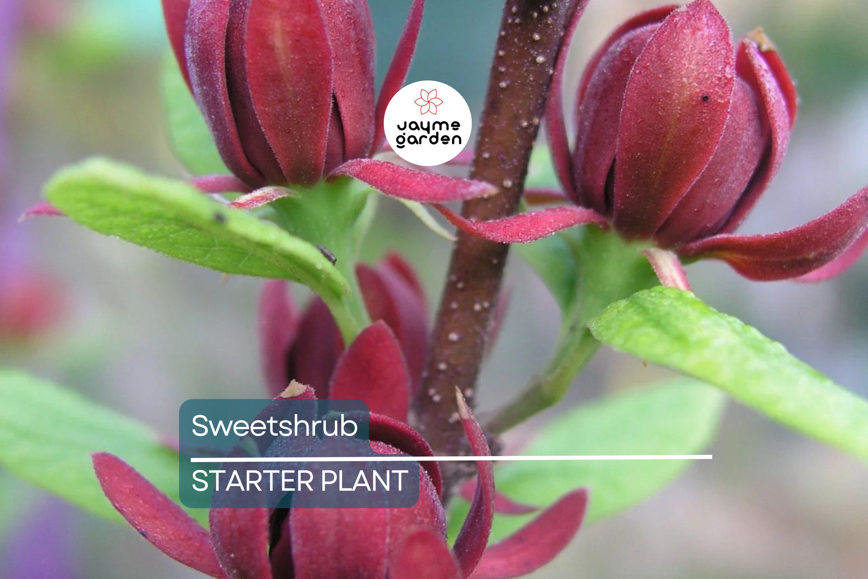 Sweetshrub Seedlings for Planting | Live Starter Plants | Hardy Low-Maintenance Shrub | CZ Grain Quality | Perfect for Garden & Yard